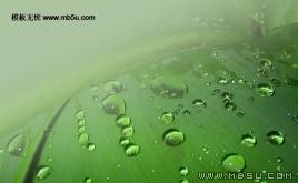 綠葉水珠ppt模板下載