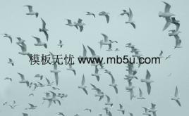 海鷗背景PPT模板下載