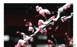 梅花盛開PPT模板下載