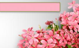 鮮花背景PPT模板下載